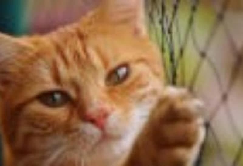 Katze hinter einem Katzenschutznetz
